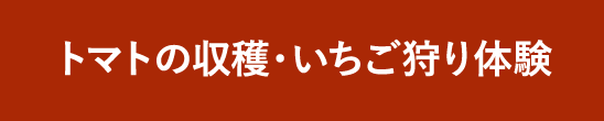 トマトの収穫・いちご狩り体験予約